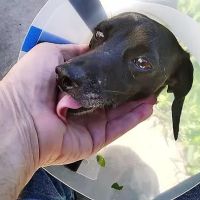 Beechcrest Animal Clinic ico