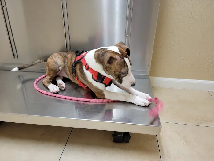 Alief Animal Hospital Picture 1
