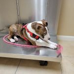 Alief Animal Hospital