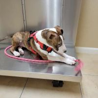 Alief Animal Hospital ico