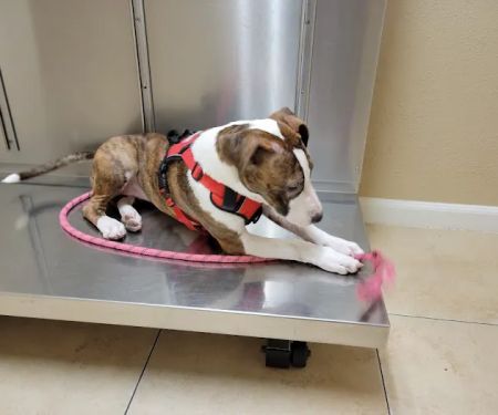 Alief Animal Hospital