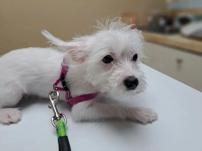 Alief Animal Hospital Picture 6