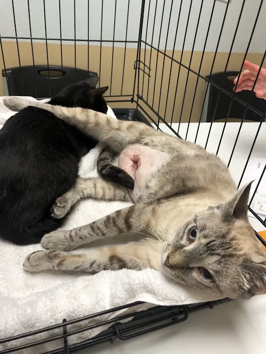 Alief Animal Hospital Picture 10