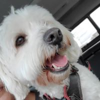 PetWorks Express ico