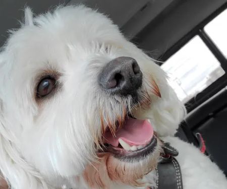 PetWorks Express