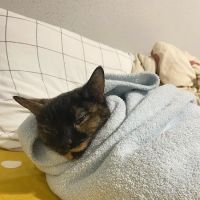 The Greater Good Low Cost Spay, Neuter, & Vaccinations ico