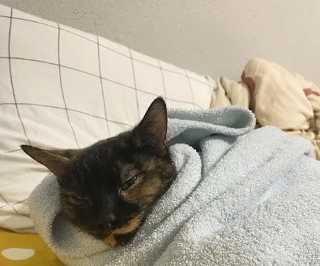 The Greater Good Low Cost Spay, Neuter, & Vaccinations