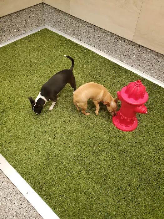 The Greater Good Low Cost Spay, Neuter, & Vaccinations Picture 8