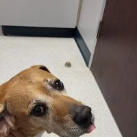 Tanner Lakes Animal Clinic ico