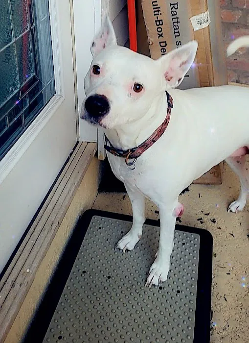 Tanner Lakes Animal Clinic Picture 2