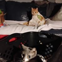 Nottingham Animal Clinic ico