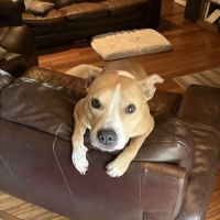 Jersey Village Animal Hospital ico