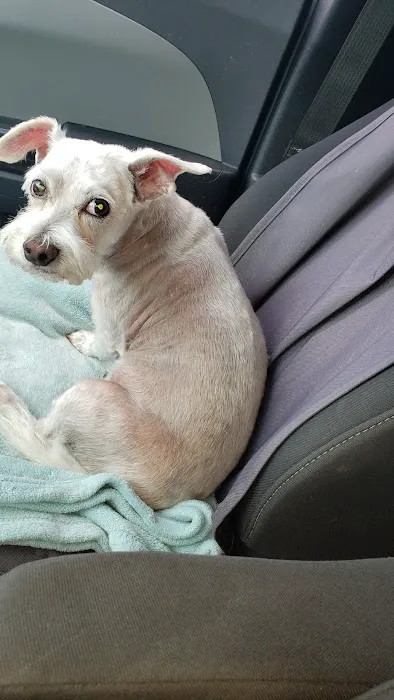 VCA Jones Road Animal Hospital Picture 4