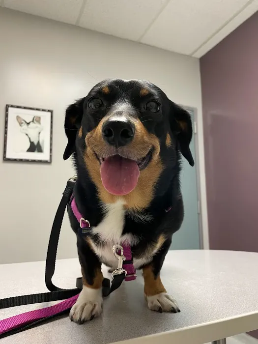 VCA Jones Road Animal Hospital Picture 1