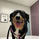 VCA Jones Road Animal Hospital