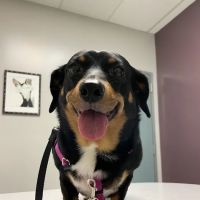 VCA Jones Road Animal Hospital ico