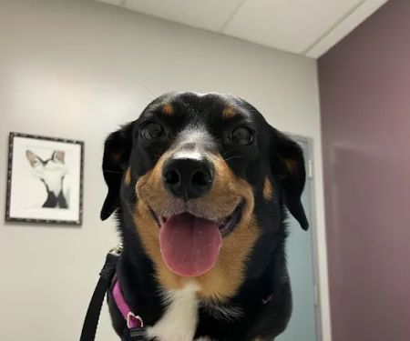 VCA Jones Road Animal Hospital