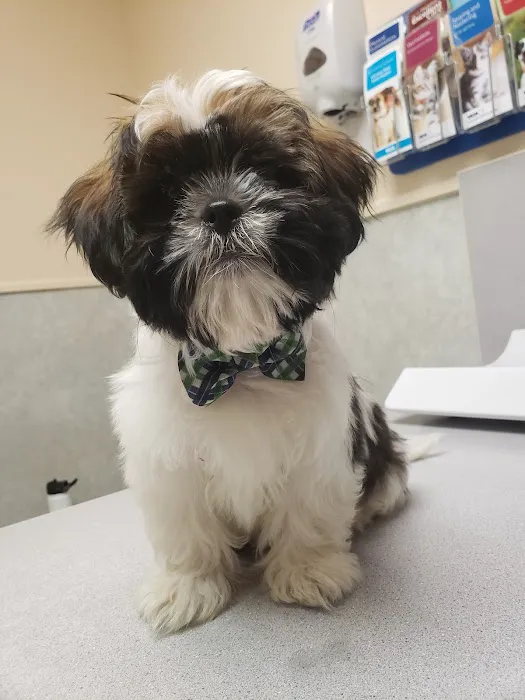 VCA Jones Road Animal Hospital Picture 2