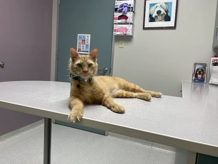 VCA Jones Road Animal Hospital Picture 10