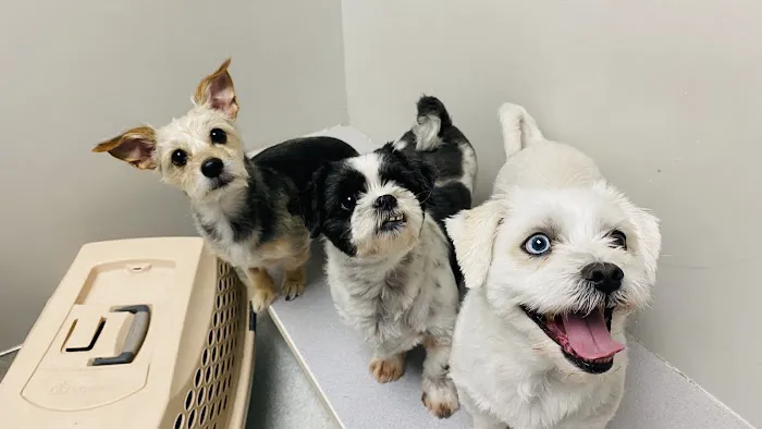 VCA Jones Road Animal Hospital Picture 8