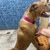 Thrive Pet Healthcare - Eldridge ico