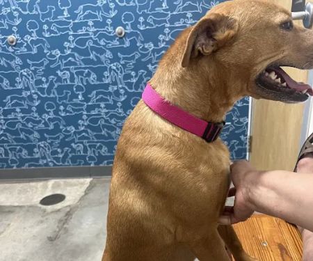 Thrive Pet Healthcare - Eldridge