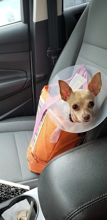 Thrive Pet Healthcare - Eldridge Picture 4
