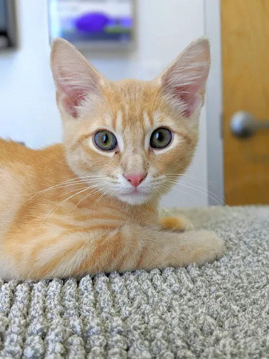 Thrive Pet Healthcare - Eldridge Picture 10