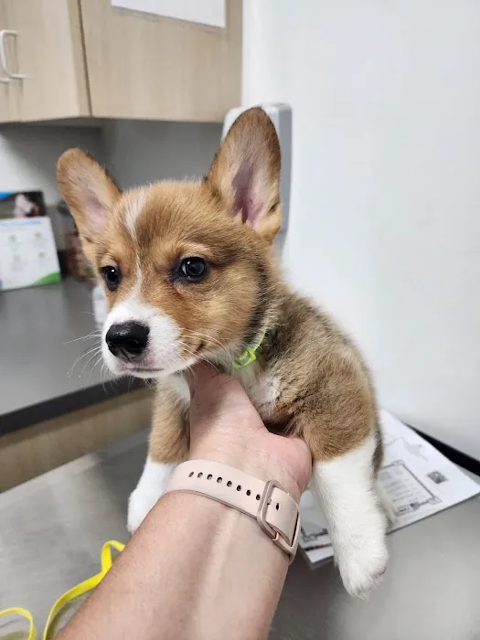 Thrive Pet Healthcare - Eldridge Picture 2