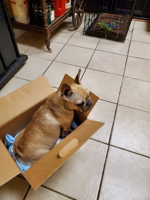 Pet Check-Up Picture 4