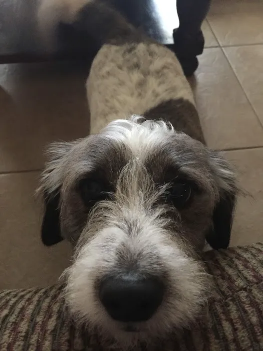 Pet Check-Up Picture 8
