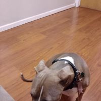 Pet Check-Up ico