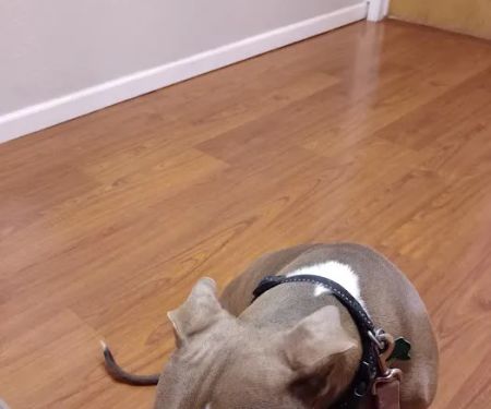 Pet Check-Up