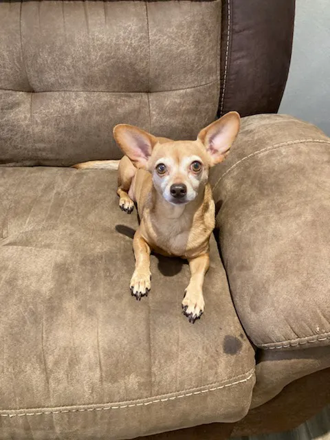 Pet Check-Up Picture 5