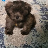 Banfield Pet Hospital ico