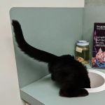 Easton Commons Animal Hospital