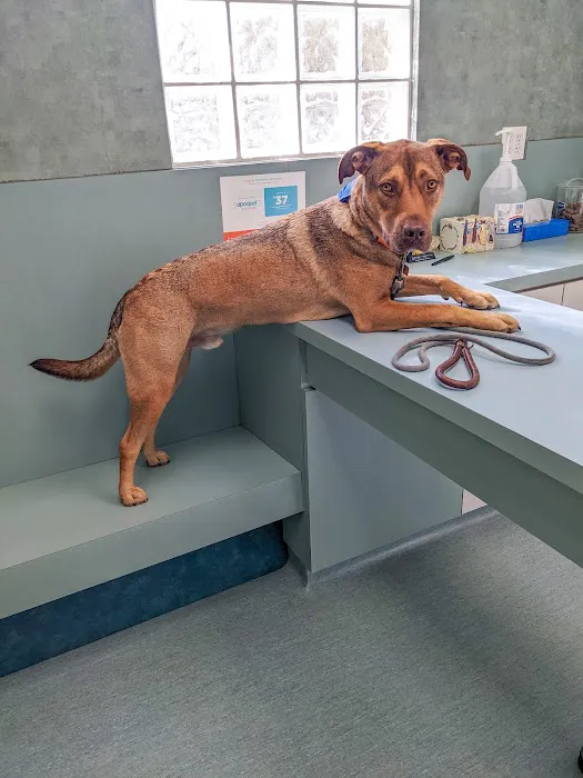 Easton Commons Animal Hospital Picture 2