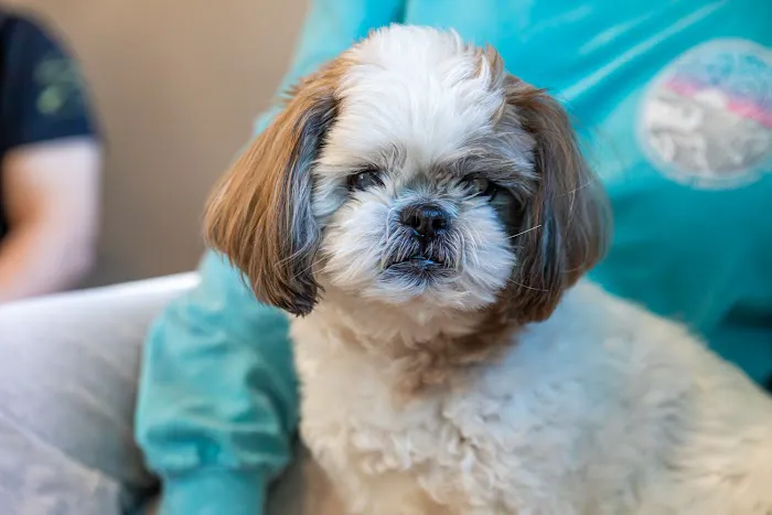 Cypress Veterinary Hospital Picture 5