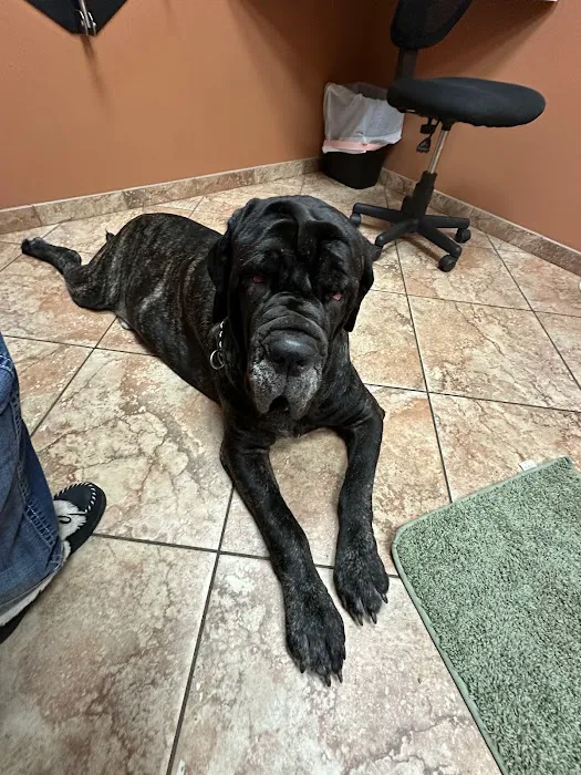 Southwest Veterinary Dermatology Picture 10