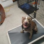 Southwest Veterinary Dermatology