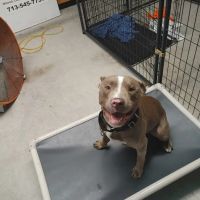 Southwest Veterinary Dermatology ico