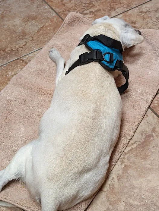 Southwest Veterinary Dermatology Picture 2