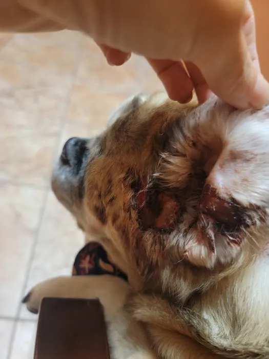 Southwest Veterinary Dermatology Picture 8