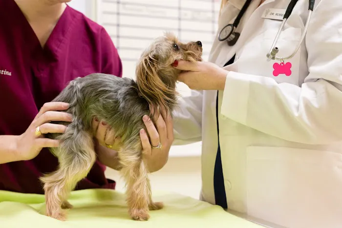 Cypress Falls Animal Hospital Picture 1