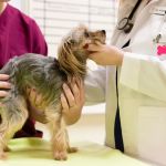Cypress Falls Animal Hospital