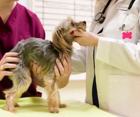 Cypress Falls Animal Hospital