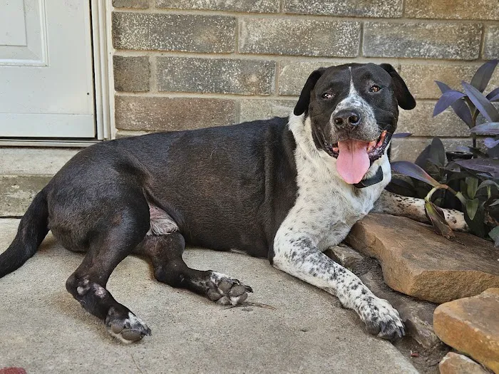 Cypress Falls Animal Hospital Picture 3