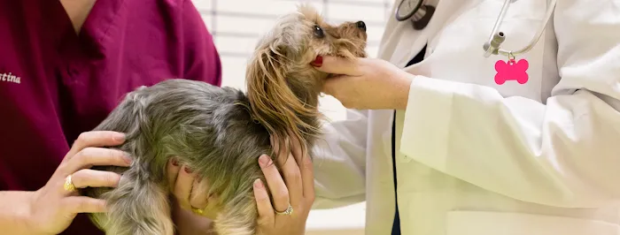 Cypress Falls Animal Hospital Picture 7