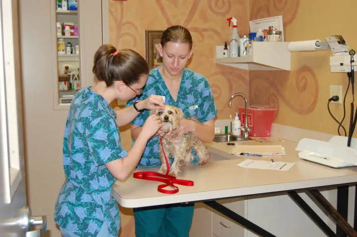 VCA Ashford Animal Hospital Picture 5