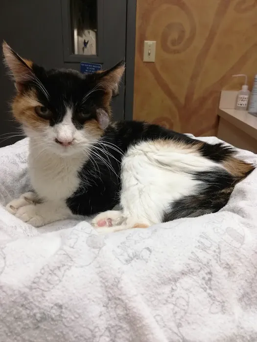 VCA Ashford Animal Hospital Picture 9